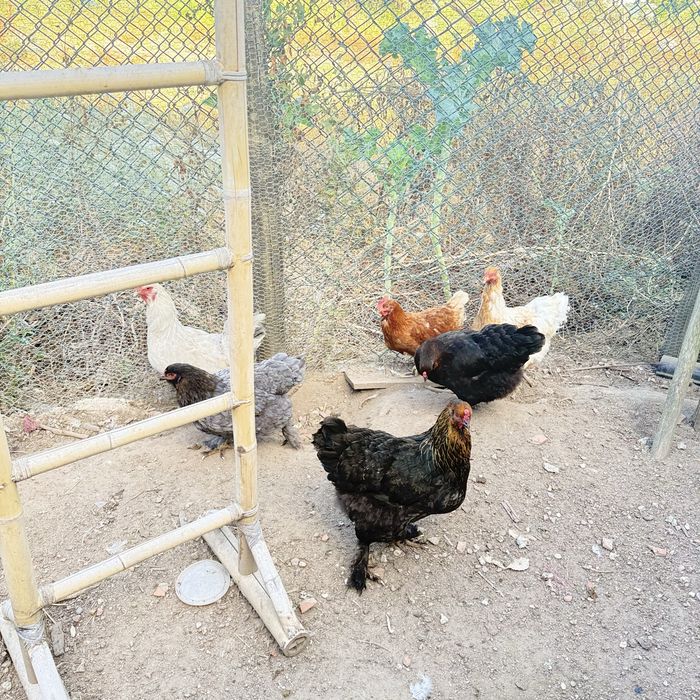 galinhas Brahmas