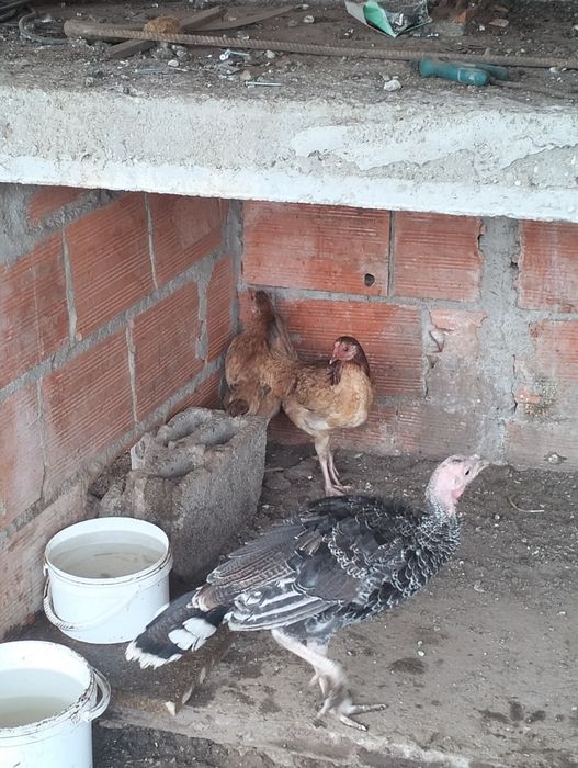 4 pintos cruzados de índio gigante com galo do campo ..