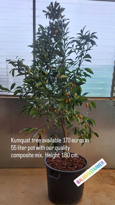 Tropical fruit trees / arvores tropicais