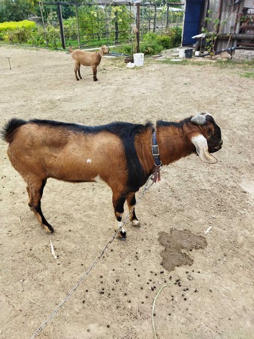 Продам Цап коза козенята англо нубійський цап Херсон
