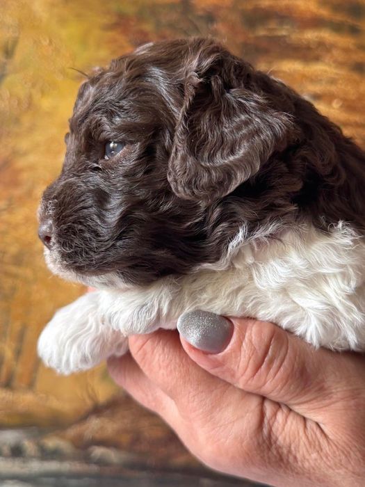 Lagotto Romagnolo ZKwP FCI. Biało brązowy