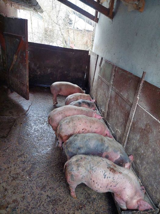 Продам поросята від 25 кг до 50 кг