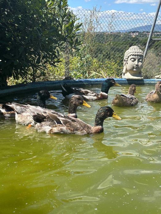 Vendo dois casais Patos Rouen