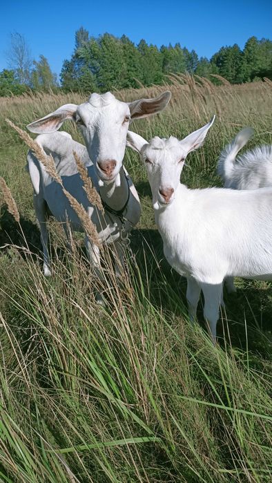 Кози Зааненської породи