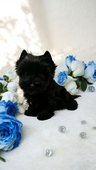 Piękny York Black CZARNY- zjawiskowy Unikatowy  Mega Piękny- dokumenty