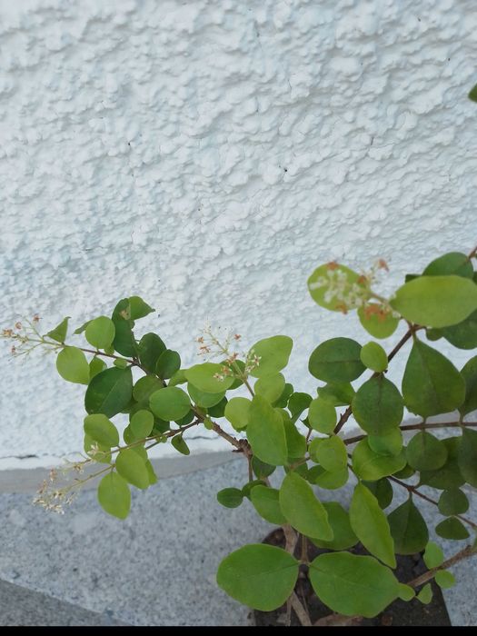 Bonsai Ligustrum com mais de 4 anos