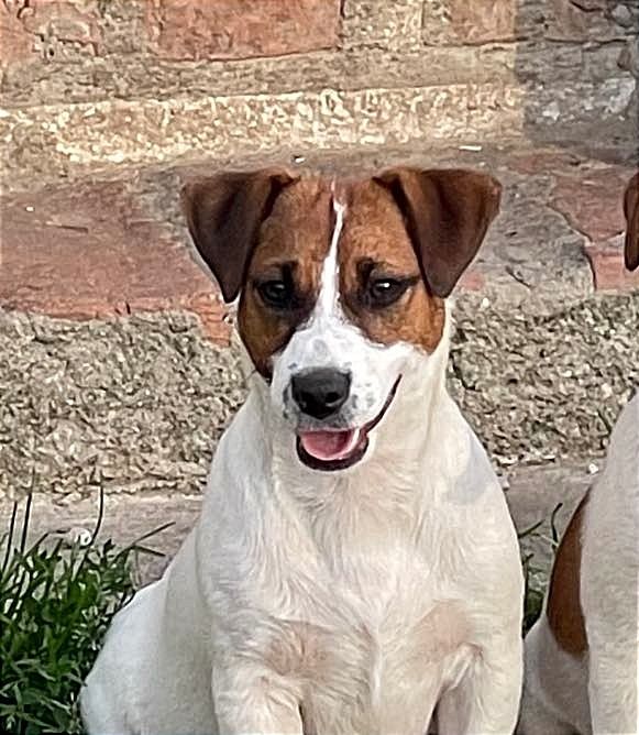 Молодий гладкошерсний кобель джек расел