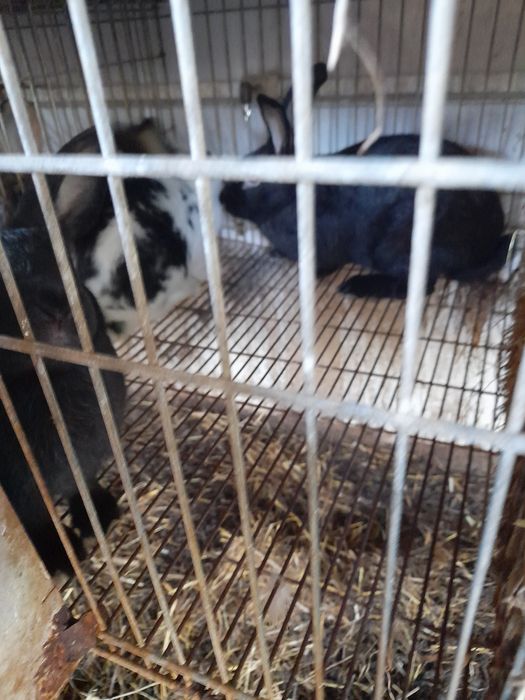 Coelhos caseiros arranjados 20€