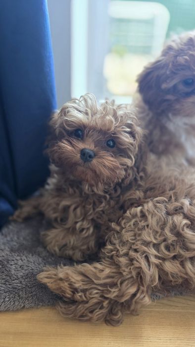 Cavapoo F1b sunia