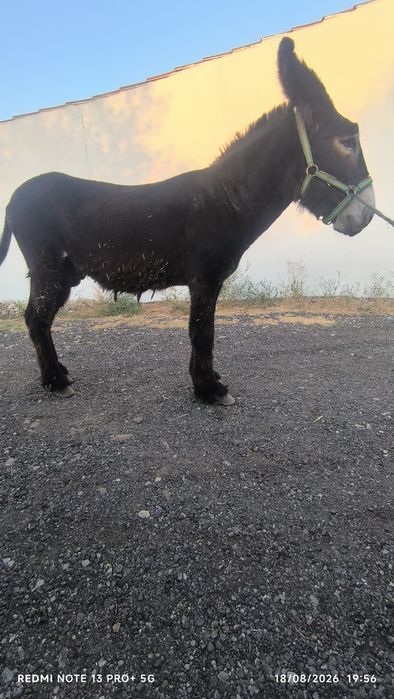 Parelha de Burro mirandes e burra