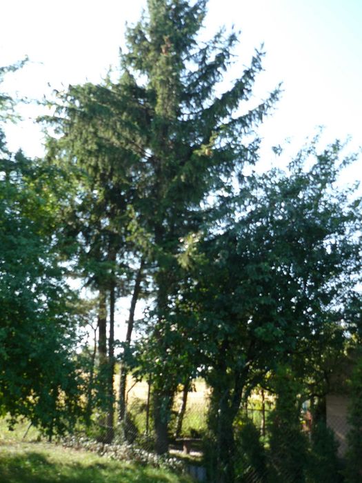 Działka ROD Bursaki