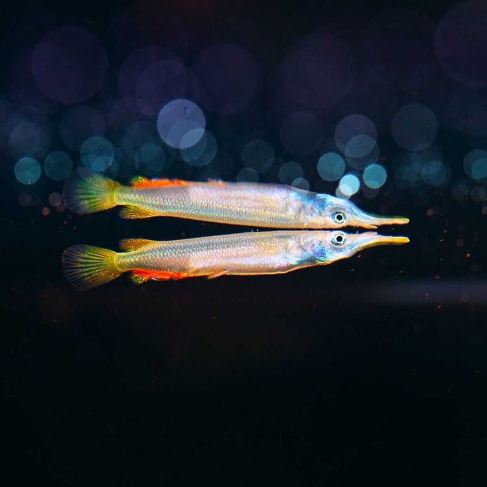 Agulhinha viviparo \ dermogenys pusilla