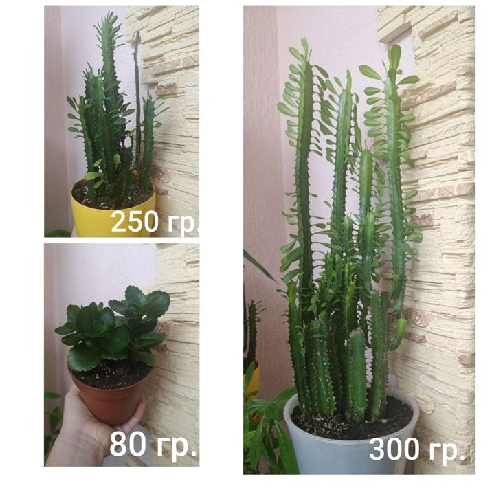 Продам комнатные растения