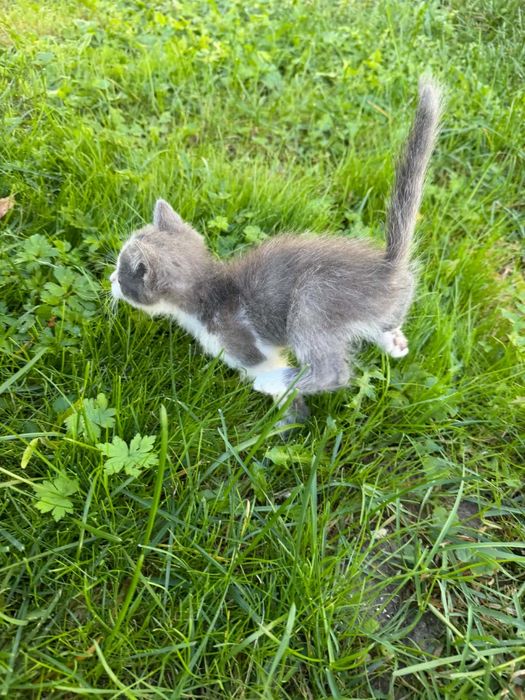 Кошеня(хлопчик) БЕЗКОШТОВНО в добрі руки