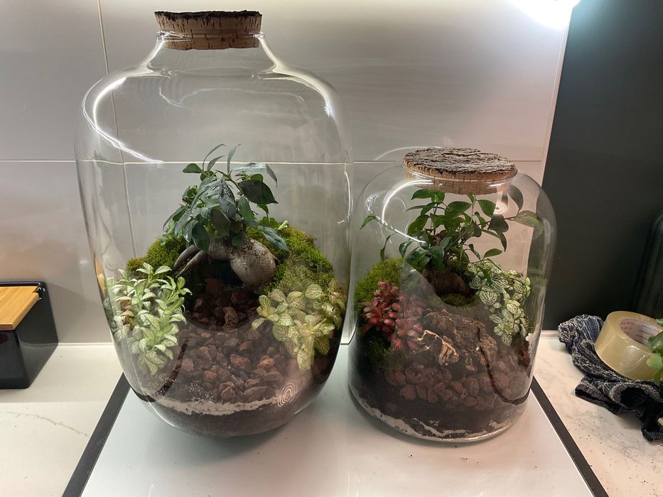 Terrario vidrio plantas naturaes