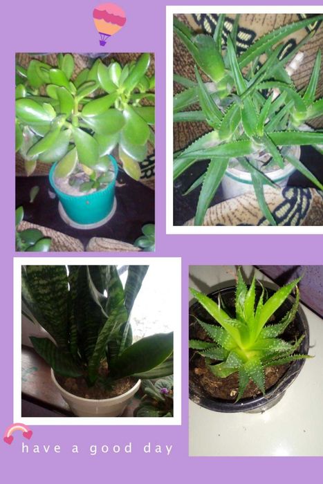 Квіти різноманітніші домашні