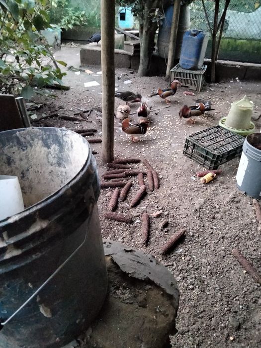 Casais Patos mandarins