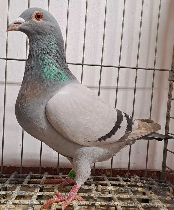 Gołębie pocztowe.