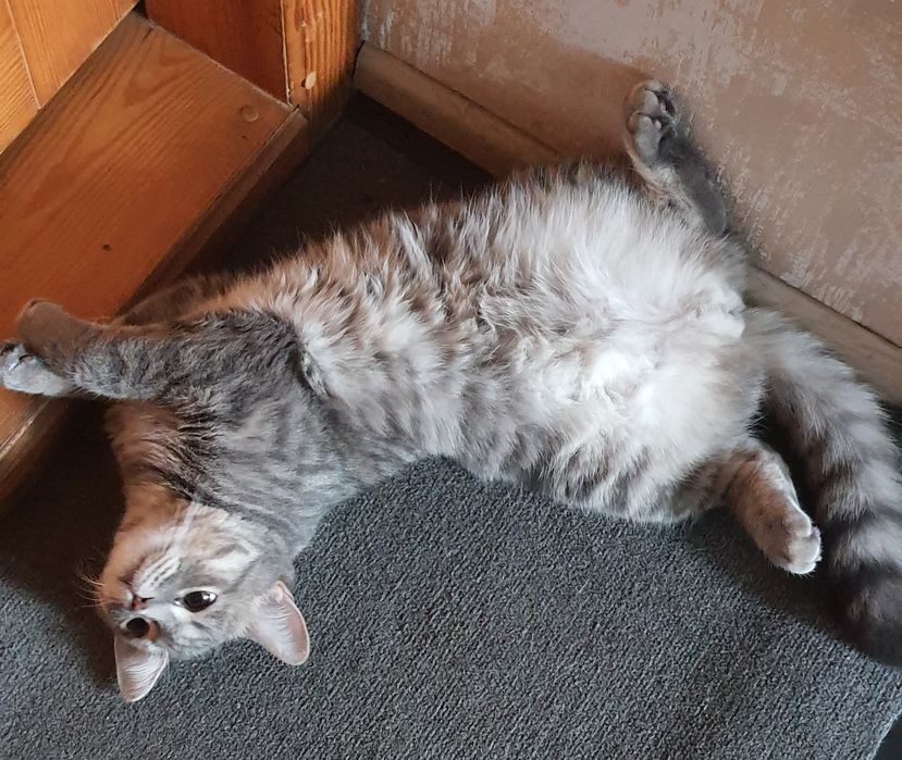 Вязка кот Левобережный-3 ТРЦ Караван