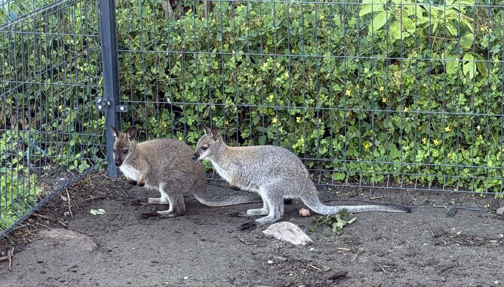 Mloda samiczka wallaby benetta