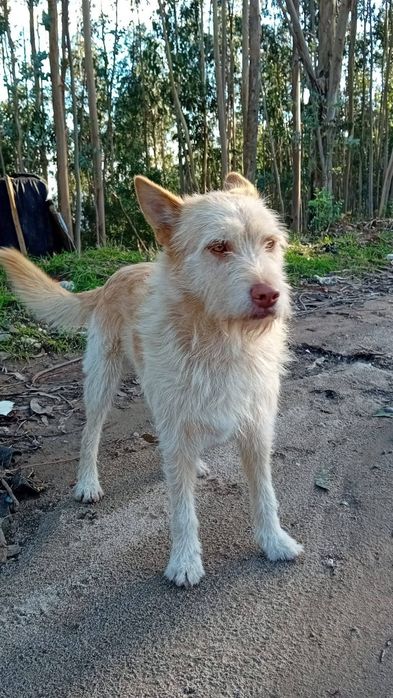 Caozinho para adopção responsável