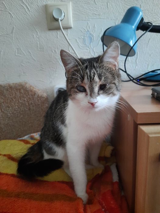 Кошечка с плохим зрением бесплатно. Кошка даром. Котята. Котенок