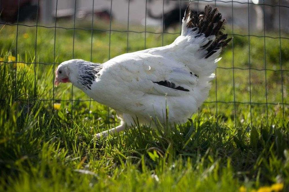 Kury kokoszki nioski Rosa kolorowa odchowana dostawa na miejsce Gratis