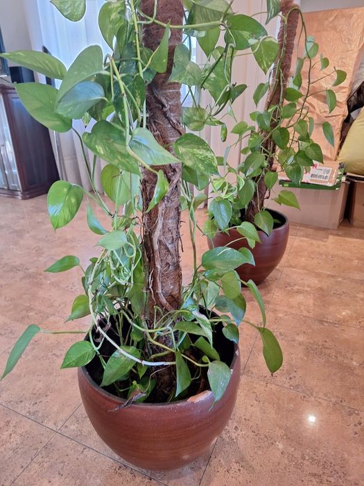 Trepadeiras de interior