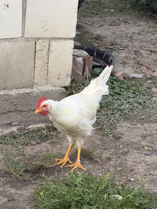 Trzy koguty na sprzedania