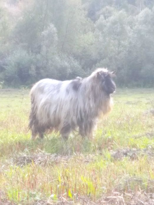 Козел, цап для запліднення.