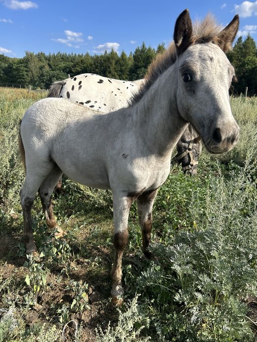 Kucyk ogierek tarant