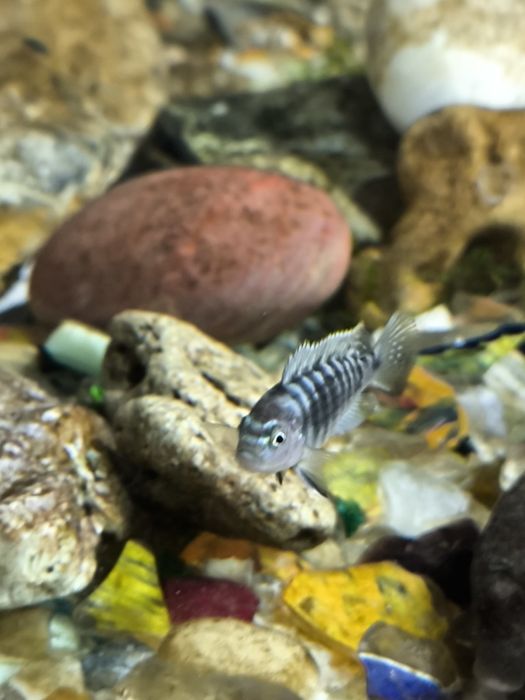 pseudotropheus elongatus mpanga mbuna