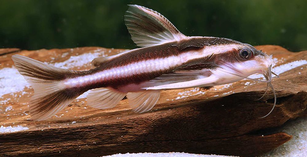 Sum liniowy - Platydora kolczasta - Platydoras armatulus - dowóz