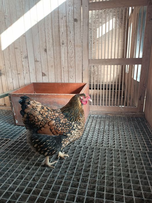 Wyandotte Olbrzymia Jaja lęgowe
