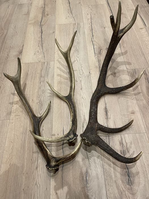 Poroże jelenia 3 sztuki 3.9kg