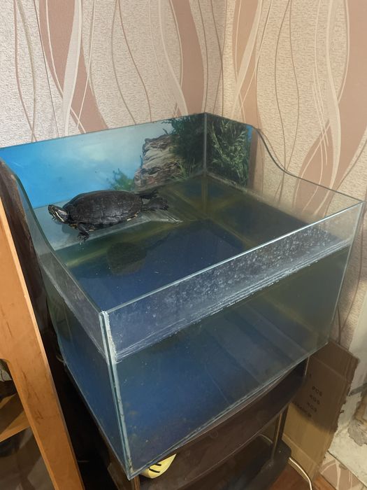 Аквариум совместно с черепахой