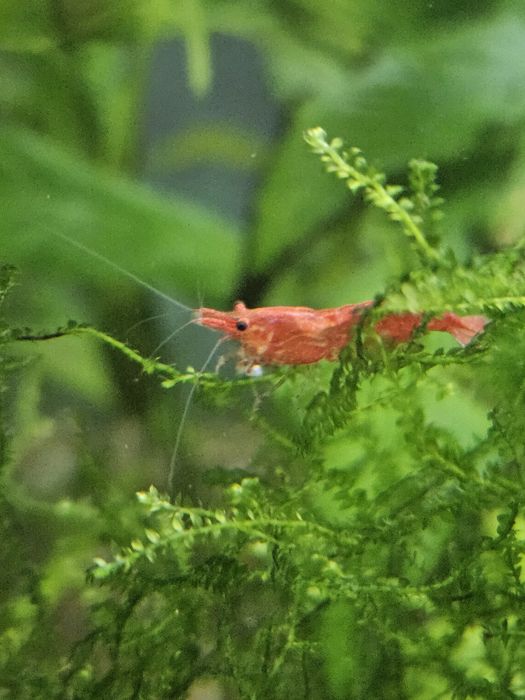 15 camaroes adultos Red Cherry