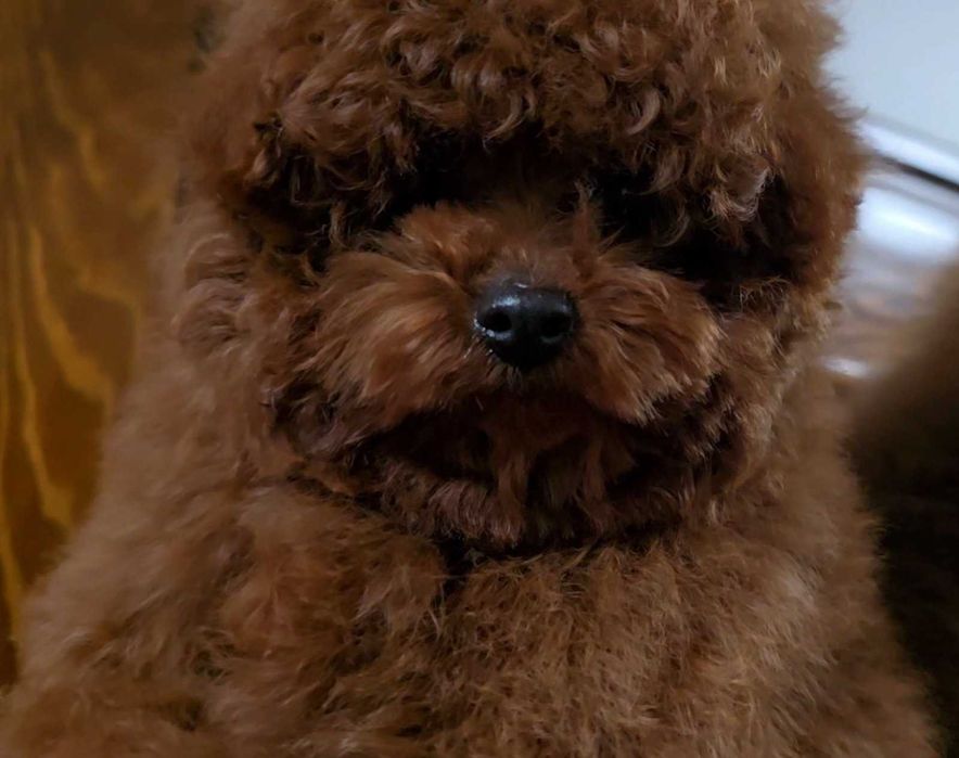 pudel dziewczyna linia chinska