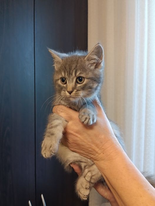 Продам шотландских котят.