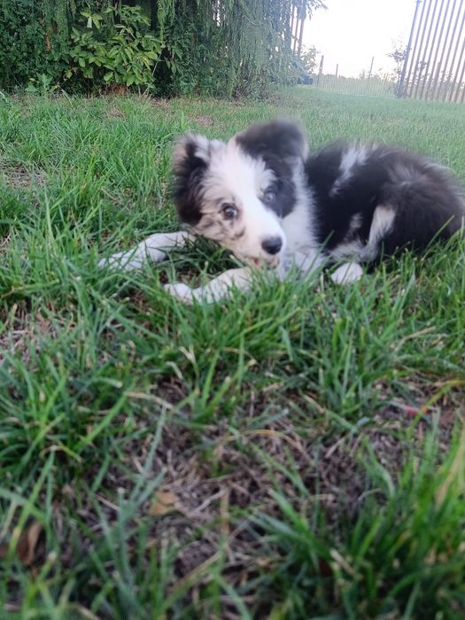 Border Collie suczka blue merle Jellybean