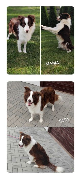 Border collie. Szczeniak. Suczka. Badania.