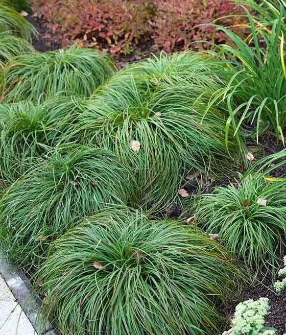 Turzyca wiosenna 'The Beatles'