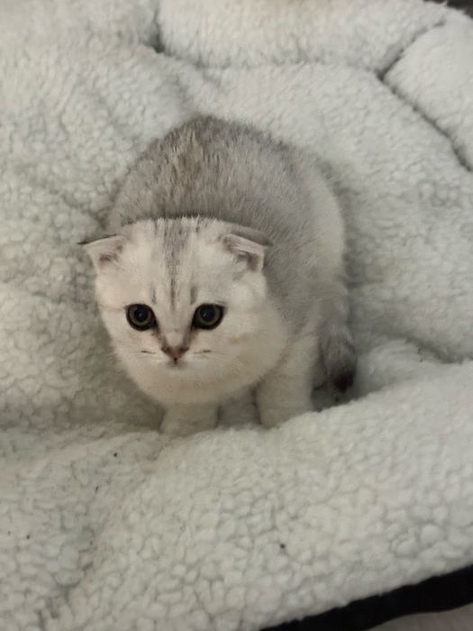 Без кота і життя не те! Мілота!!!
