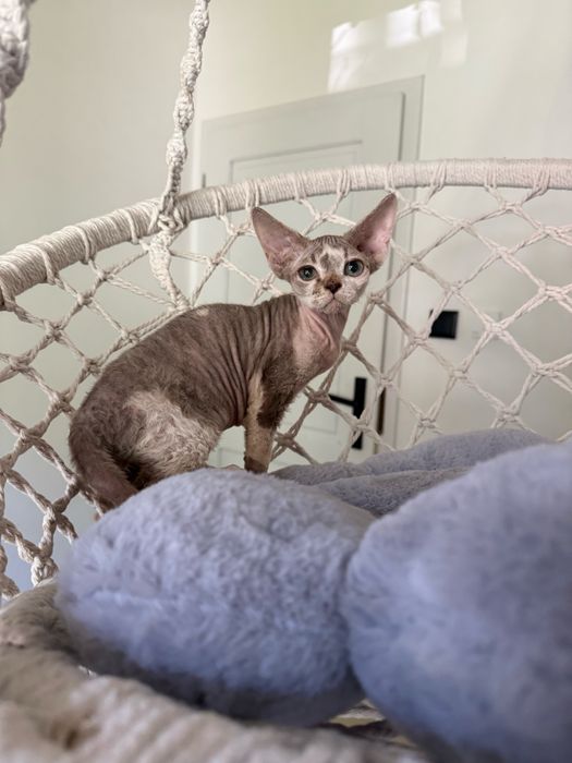 Wybitny chlopak devon rex