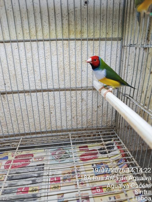 Casal Diamante Gould