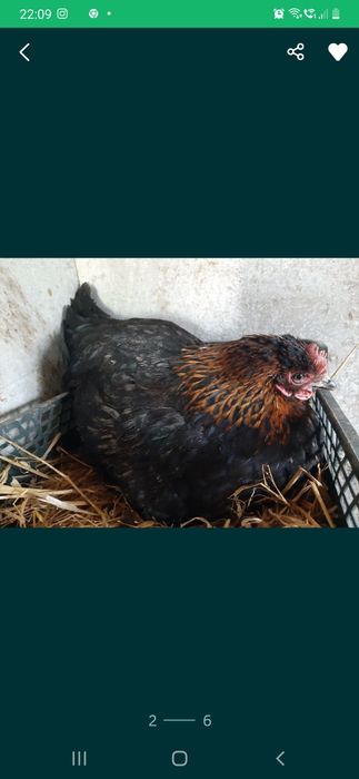 Jaja lęgowe Marans 10 szt