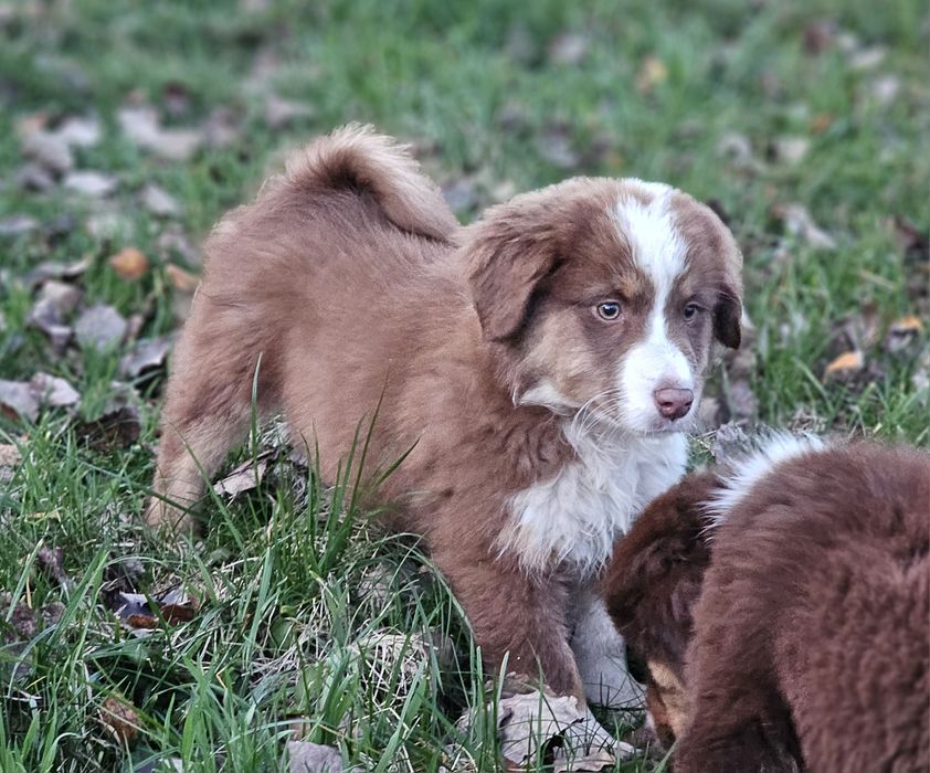 Owczarek miniaturowy amerykański SUCZKA