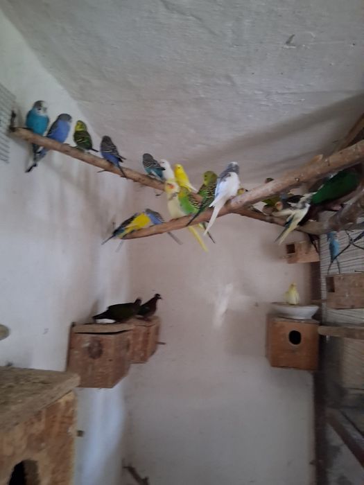 Papugi faliste samce I samice