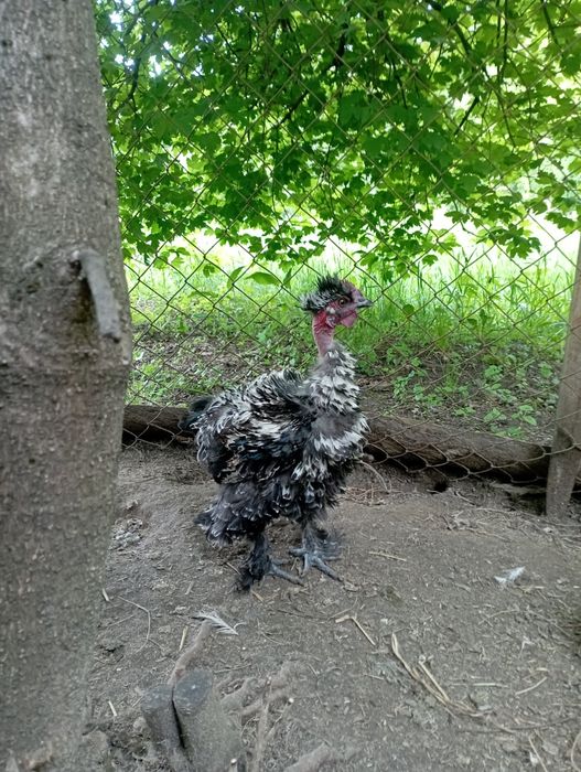 Шовковий півник Фрізлі