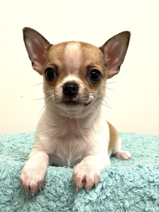 Chihuahua Macho Pelo Curto